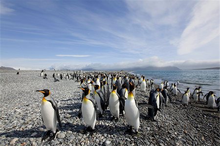 King penguin colony (Aptenodytes patagonicus), Salisbury Plain, South Georgia, Antarctic, Polar Regions Stock Photo - Rights-Managed, Code: 841-03673975