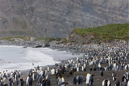 simsearch:841-07204335,k - Colony of king penguins (Aptenodytes patagonicus), Gold Harbour, South Georgia, Antarctic, Polar Regions Stock Photo - Rights-Managed, Code: 841-03673983