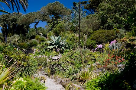 Subtropical plants including Agave Americana (cactus), The Abbey Gardens, Tresco, Isles of Scilly, United Kingdom, Europe Stock Photo - Rights-Managed, Code: 841-03867810