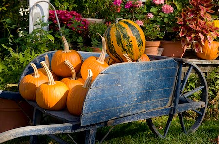 pumpkin plant - Pumpkins in a wooden wheel barrow in the historic village of Deerfield, Massachussetts, New England, United States of America, North America Stock Photo - Rights-Managed, Code: 841-03867894