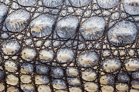 Close-up of Nile crocodile (Crocodylus niloticus), Kruger National Park, South Africa, Africa Stock Photo - Rights-Managed, Code: 841-03868750