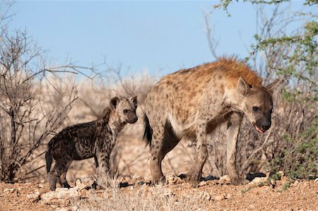 Spotted hyena with cub, South Africa, Africa Foto de stock - Con derechos protegidos, Código: 841-03868751