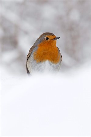 robin - Robin (Erithacus rubecula), in snow, United Kingdom, Europe Stock Photo - Rights-Managed, Code: 841-03868767