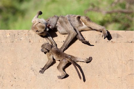 eastern transvaal - Chacma baboons (Papio cynocephalus ursinus) playing, Kruger National Park, Mpumalanga, South Africa, Africa Stock Photo - Rights-Managed, Code: 841-03868787