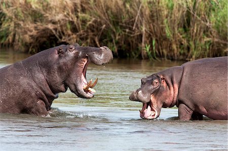 eastern transvaal - Hippo (Hippopotamus amphibius), fighting, Kruger National park, Mpumalanga, South Africa, Africa Stock Photo - Rights-Managed, Code: 841-03868793
