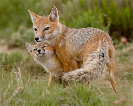 specie - Swift fox (Vulpes velox) vixen and kit, Pawnee National Grassland, Colorado, United States of America, North America Stock Photo - Rights-Managed, Code: 841-03868949