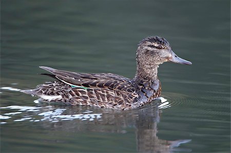simsearch:841-03674388,k - Green-winged teal (Anas crecca) hen swimming, Pike and San Isabel National Forest, Colorado, United States of America, North America Stock Photo - Rights-Managed, Code: 841-03868940