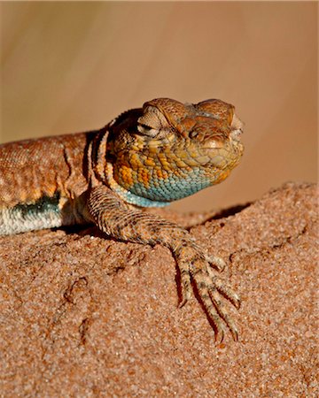 Colorado side-blotched lizard (Uta stansburiana uniformis), Canyon Country, Utah, United States of America, North America Stock Photo - Rights-Managed, Code: 841-03868966