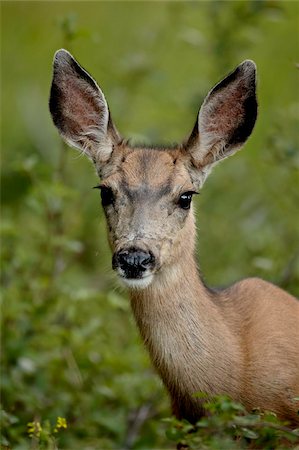 Mule Deer (Odocoileus hemionus) doe, Waterton Lakes National Park, Alberta, Canada, North America Stock Photo - Rights-Managed, Code: 841-03869003