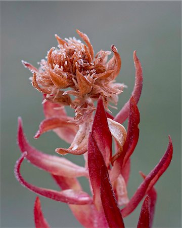 Queen's Crown (Rose Crown) (Redpod Stonecrop) (Clementsia rhodantha) (Sedum rhodanthum) (Rhodiola rhodantha) with frost, Colorado State Forest State Park, Colorado, United States of America, North America Stock Photo - Rights-Managed, Code: 841-03869067
