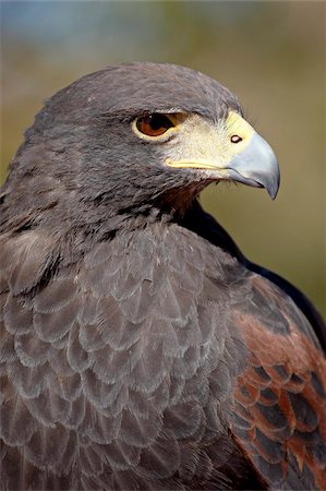 simsearch:841-03674388,k - Harris's hawk (Parabuteo unicinctus) in captivity, Arizona Sonora Desert Museum, Tucson, Arizona, United States of America, North America Stock Photo - Rights-Managed, Code: 841-03869105