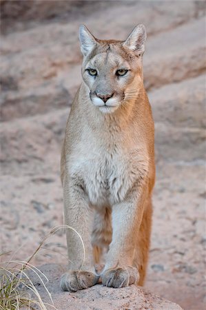 Mountain lion (cougar) (Felis concolor) in captivity, Arizona Sonora Desert Museum, Tucson, Arizona, United States of America, North America Foto de stock - Con derechos protegidos, Código: 841-03869109