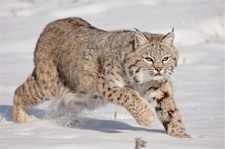 Bobcat (Lynx rufus) in the snow, in captivity, near Bozeman, Montana, United States of America, North America Stock Photo - Rights-Managed, Code: 841-03869229