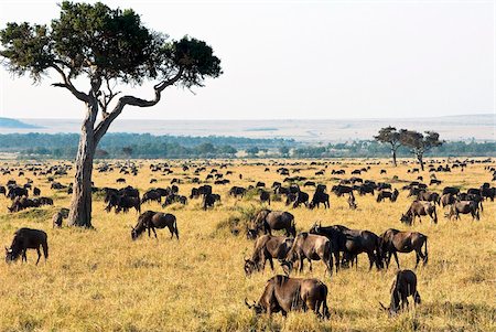 simsearch:841-03673537,k - Troupeau de gnous (Connochaetes taurinus), Masai Mara National Reserve, Kenya, Afrique de l'est, Afrique Photographie de stock - Rights-Managed, Code: 841-03869294
