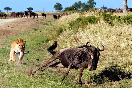 Female lion (Panthera leo) hunting wildebeest, Masai Mara National Reserve, Kenya, East Africa, Africa Stock Photo - Rights-Managed, Code: 841-03869295