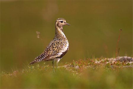 simsearch:841-03674388,k - Golden plover (Pluvialis apricaria) in summer plumage, Iceland, Polar Regions Stock Photo - Rights-Managed, Code: 841-03869394