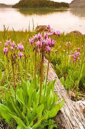 shooting star - Dark-throated shooting star (Dodecatheon pulchellum) in Thomas Bay region of Southeast Alaska, United States of America, North America Stock Photo - Rights-Managed, Code: 841-03869809