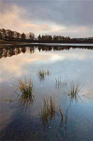 Tussock grass emerging through a low Upper Neuadd Reservoir, Brecon Beacons National Park, Powys, Wales, United Kingdom, Europe Stock Photo - Rights-Managed, Code: 841-03869961