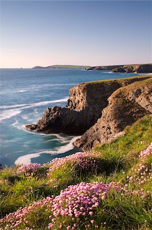 Flowering Sea Thrift (Armeria maritima) on the Cornish clifftops near Porthcothan, with views to Trevose Head, Cornwall, England, United Kingdom, Europe Stock Photo - Rights-Managed, Code: 841-03870007