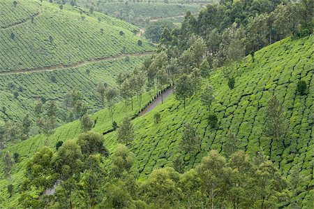 simsearch:841-05783458,k - Tea gardens in Devikulam, Kerala, India, Asia Stock Photo - Rights-Managed, Code: 841-03870216
