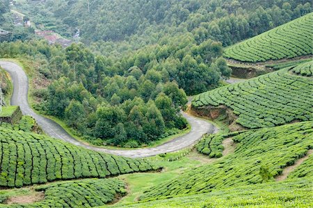 simsearch:841-05783458,k - Tea gardens, Munnar, Kerala, India, Asia Stock Photo - Rights-Managed, Code: 841-03870264