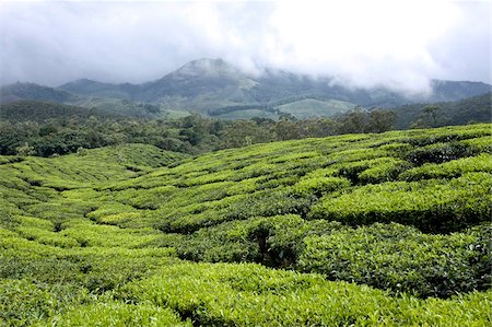 estate - Tea gardens, Munnar, Kerala, India, Asia Stock Photo - Rights-Managed, Code: 841-03870263