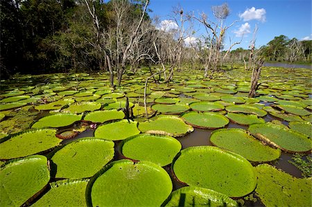 Giant lily leaves and flower in the Amazonian forest, Manaus, Brazil, South America Stock Photo - Rights-Managed, Code: 841-03870766