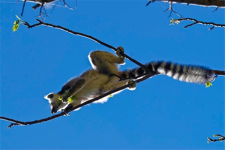 Ring-tailed lemur (Lemur catta), Isalo National Park, Madagascar, Africa Stock Photo - Rights-Managed, Code: 841-03870845