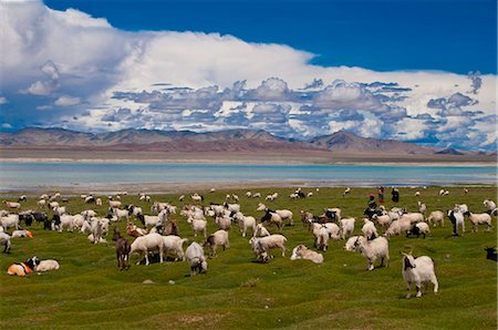 Goats grazing along a little lake, along the road between Ali and Gerze, Tibet, China, Asia Foto de stock - Con derechos protegidos, Código: 841-03870924