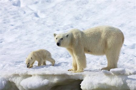 Polar bear mother and six month-old cub in snowy landscape in Arctic summer, Holmiabukta, Northern Spitzbergen, Svalbard, Norway, Scandinavia, Europe Stock Photo - Rights-Managed, Code: 841-03871719
