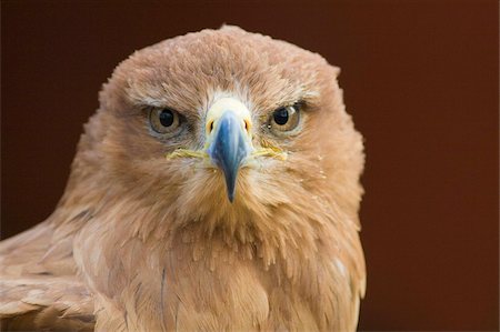 staring eagle - Aigle ravisseur (Aquila rapax) stare, conditions contrôlées, Royaume-Uni, Europe Photographie de stock - Rights-Managed, Code: 841-03872744