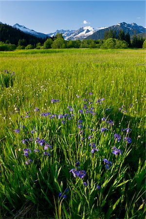 COMPOSITE: Scenic view of Cotton Grass and wild Iris in Brotherhood Meadow in the Mendenhall Valley, Mendenhall Glacier and Towers beyond in the distance,Juneau, Southeast Alaska, Summer Stock Photo - Rights-Managed, Code: 854-05974206