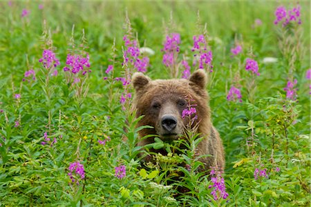 Un ours brun se dresse parmi les fleur épilobe à feuilles étroites, forêt nationale de Tongass, sud-est de l'Alaska, l'été Photographie de stock - Rights-Managed, Code: 854-05974228