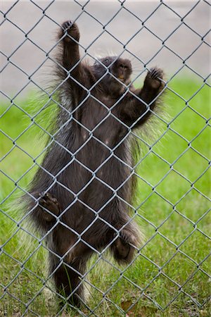 residential fence - Porcupine climbing a fence in a downtown Anchorage neighborhood, Southcentral Alaska, Summer Stock Photo - Rights-Managed, Code: 854-05974356