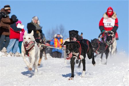 Don Cousins mushes down the Cordova Street hill during 2011 Fur Rondy World Championship Sleddog Race in Anchorage, Southcentral Alaska, Winter Stock Photo - Rights-Managed, Code: 854-05974392