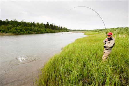 Fly fisherman fights a sockeye salmon on the Mulchatna River in the Bristol Bay area, Southwest Alaska, Summer Stock Photo - Rights-Managed, Code: 854-05974411