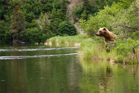 A Brown bear on the edge of the Newhalen River near Iliamna, Bristol Bay area, Southwest Alaska, Summer Stock Photo - Rights-Managed, Code: 854-05974435
