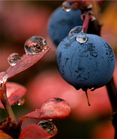 dropped - Macro of dew droplets on blueberries and red leaves, Denali National Park & Preserve, Interior Alaska, Autumn Stock Photo - Rights-Managed, Code: 854-05974458