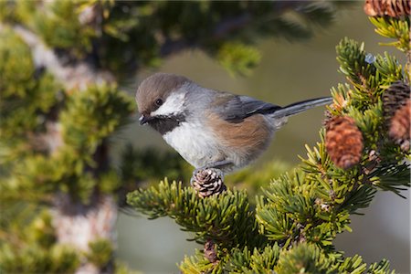 rivers and trees in winter - Close up of a Boreal Chickadee perched on a Hemlock bough, Chugach Mountains, Southcentral Alaska, Winter Stock Photo - Rights-Managed, Code: 854-05974462