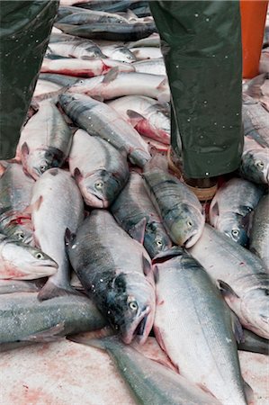 Sockeye salmon pile up on the deck of a drift boat, Naknek District in Bristol Bay region, Southwest Alaska, Summer Stock Photo - Rights-Managed, Code: 854-05974562