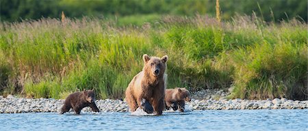 sow - Brown Bear Sow And Cubs Fishing For Salmon In Mikfik Creek, Mcneil River State Game Sanctuary, Southwest Alaska, Summer Stock Photo - Rights-Managed, Code: 854-08028138