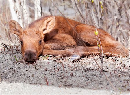 A Baby Moose Laying Down By The Wasilla Fishhook Road In May In Palmer, Alaska. Stock Photo - Rights-Managed, Code: 854-08028198