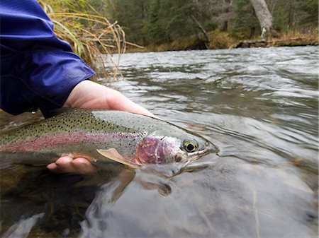 Close up of person holding Rainbow trout on Ptarmigan Creek Kenai Peninsula Alaska fall Stock Photo - Rights-Managed, Code: 854-02954996