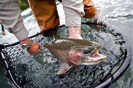 sports and fishing - Person holding a netted rainbow trout caught while fly fishing on the upper Kenai River on the Kenai Peninsula of Southcentral Alaska during Fall Stock Photo - Rights-Managed, Code: 854-02954997