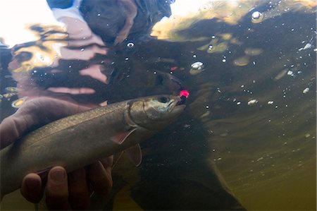 Underwater shot of fisherman holding a fish with lure caught in mouth  Kenai Peninsula Alaska Stock Photo - Rights-Managed, Code: 854-02955013