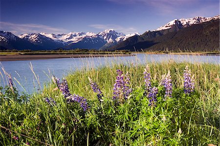 simsearch:854-02955238,k - Young Couple Hiking Along 20 Mile River w/Lupine AK SC Chugach SP Chugach Mtns Stock Photo - Rights-Managed, Code: 854-02955176