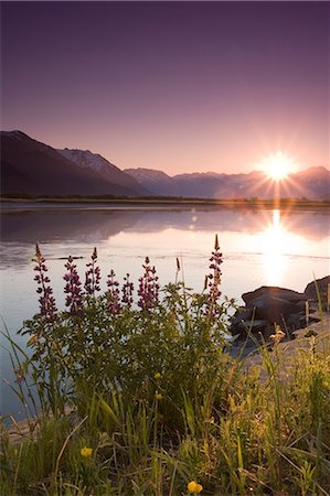 sunrise flowers - Hiker along 20-mile River @ sunrise stops near Lupine to view scenery Chugach National Forest AK Summer Stock Photo - Rights-Managed, Code: 854-02955180