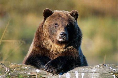 Brown bear at Alaska Wildlife Conservation Center, SouthCentral, Alaska summer, captive. Stock Photo - Rights-Managed, Code: 854-02955262