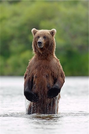 river fish - Brown bear sow standing in river fishing for sockeye salmon Katmai National Park southwest Alaska summer Stock Photo - Rights-Managed, Code: 854-02955279