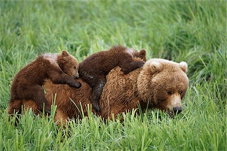 reach in top - Grizzly cubs ride on top of their mother as she walks through grass near McNeil River. Summer in Southwest Alaska. Stock Photo - Rights-Managed, Code: 854-02955295